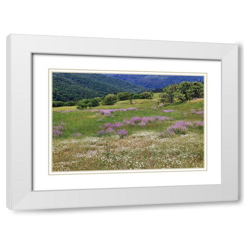 Lupine flowers on hillside-Dolason Prairie-California White Modern Wood Framed Art Print with Double Matting by Jones, Adam