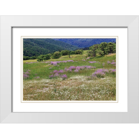 Lupine flowers on hillside-Dolason Prairie-California White Modern Wood Framed Art Print with Double Matting by Jones, Adam