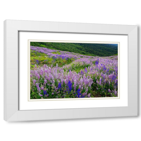Lupine flowers on hillside-Dolason Prairie-California White Modern Wood Framed Art Print with Double Matting by Jones, Adam