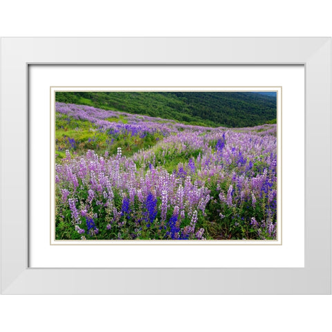 Lupine flowers on hillside-Dolason Prairie-California White Modern Wood Framed Art Print with Double Matting by Jones, Adam