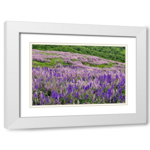 Lupine flowers on hillside-Dolason Prairie-California White Modern Wood Framed Art Print with Double Matting by Jones, Adam