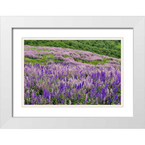 Lupine flowers on hillside-Dolason Prairie-California White Modern Wood Framed Art Print with Double Matting by Jones, Adam