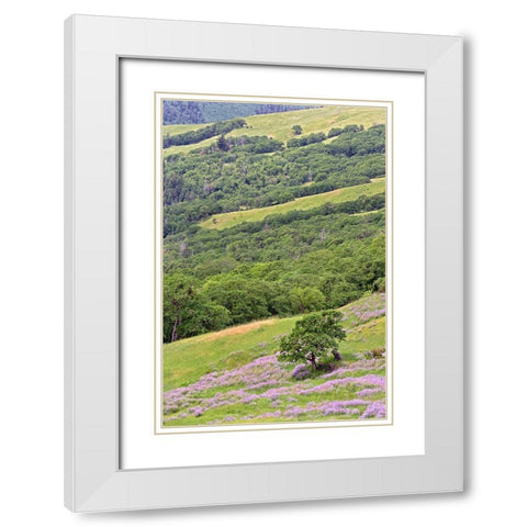Lupine flowers on hillside-Dolason Prairie-California White Modern Wood Framed Art Print with Double Matting by Jones, Adam