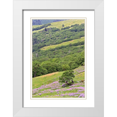 Lupine flowers on hillside-Dolason Prairie-California White Modern Wood Framed Art Print with Double Matting by Jones, Adam