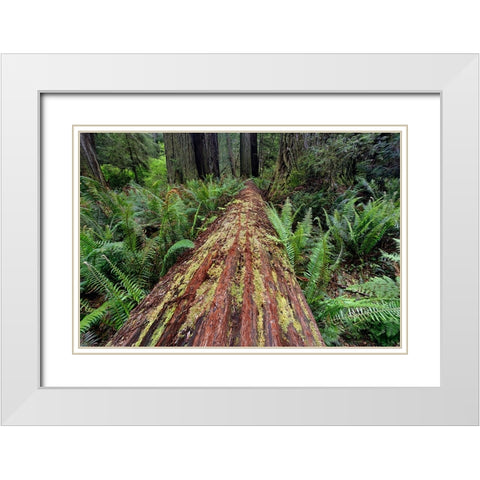 Fallen Redwood tree and ferns Redwood National Park-California White Modern Wood Framed Art Print with Double Matting by Jones, Adam