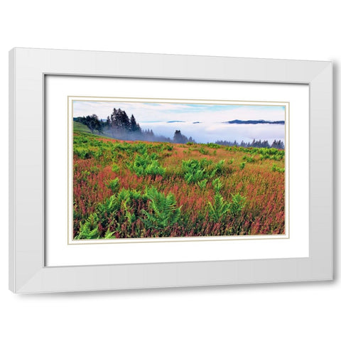 Foggy view of grasses and ferns-Dolason Prairie White Modern Wood Framed Art Print with Double Matting by Jones, Adam