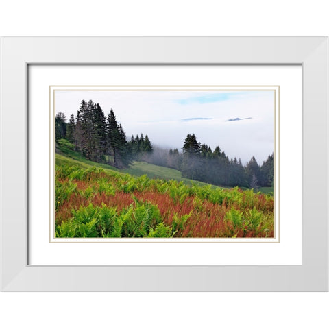Foggy view of grasses and ferns-Dolason Prairie White Modern Wood Framed Art Print with Double Matting by Jones, Adam