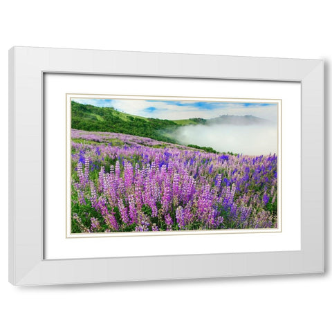 Lupine flowers-Bald Hills Road-California White Modern Wood Framed Art Print with Double Matting by Jones, Adam