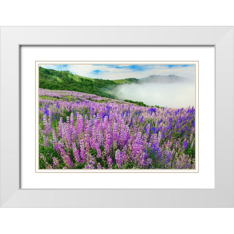 Lupine flowers-Bald Hills Road-California White Modern Wood Framed Art Print with Double Matting by Jones, Adam