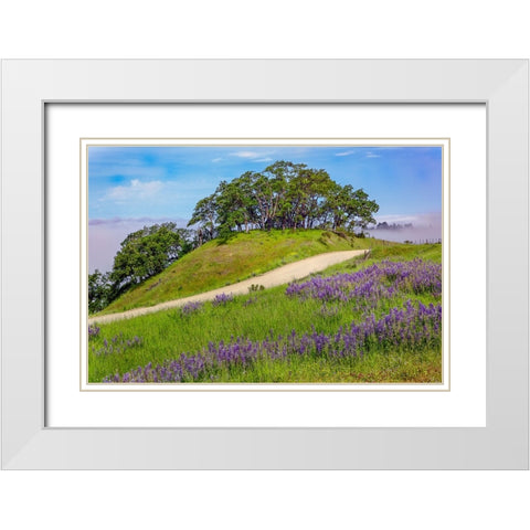 Lupine flowers-Bald Hills Road-California White Modern Wood Framed Art Print with Double Matting by Jones, Adam