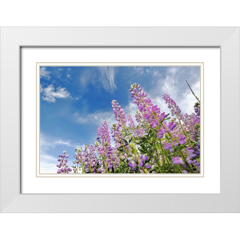 Low angle view of Lupine flowers-Bald Hills Road-California White Modern Wood Framed Art Print with Double Matting by Jones, Adam