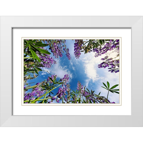 Lupine flowers-Bald Hills Road-California White Modern Wood Framed Art Print with Double Matting by Jones, Adam