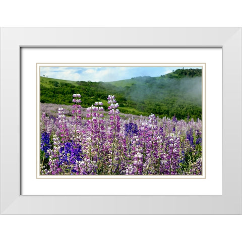 Lupine flowers-Bald Hills Road-California White Modern Wood Framed Art Print with Double Matting by Jones, Adam