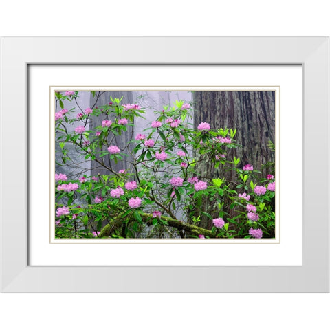 Pacific Rhododendron in foggy redwood forest-Redwood National Park White Modern Wood Framed Art Print with Double Matting by Jones, Adam
