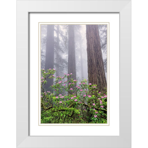 Pacific Rhododendron in foggy redwood forest-Redwood National Park White Modern Wood Framed Art Print with Double Matting by Jones, Adam