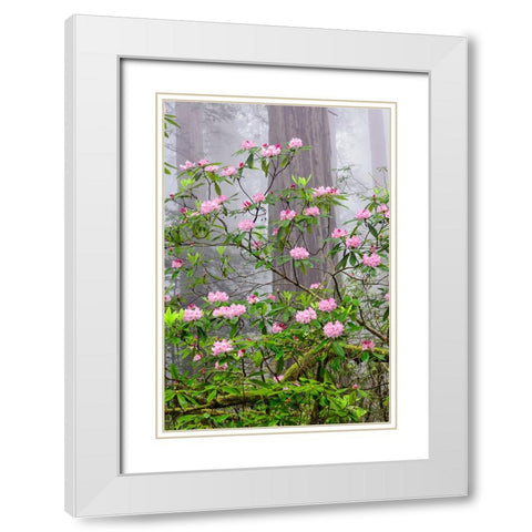 Pacific Rhododendron in foggy redwood forest-Redwood National Park White Modern Wood Framed Art Print with Double Matting by Jones, Adam