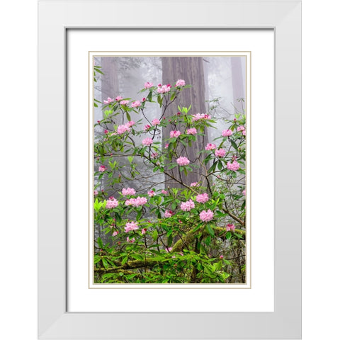 Pacific Rhododendron in foggy redwood forest-Redwood National Park White Modern Wood Framed Art Print with Double Matting by Jones, Adam