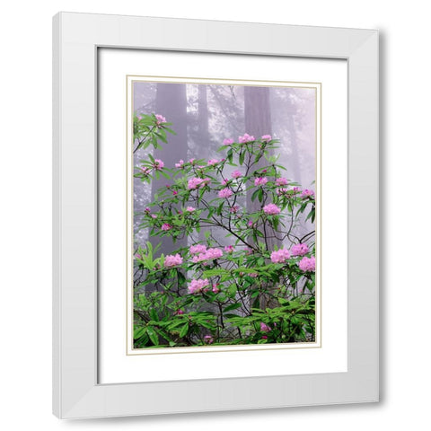 Pacific Rhododendron in foggy redwood forest-Redwood National Park White Modern Wood Framed Art Print with Double Matting by Jones, Adam