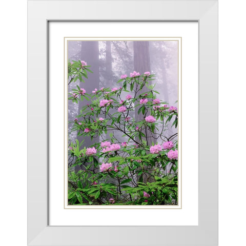 Pacific Rhododendron in foggy redwood forest-Redwood National Park White Modern Wood Framed Art Print with Double Matting by Jones, Adam