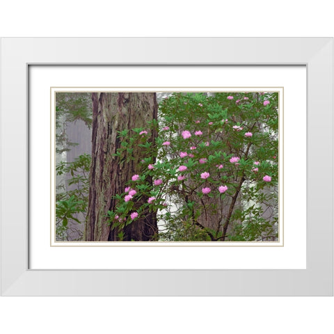 Pacific Rhododendron in foggy redwood forest-Redwood National Park White Modern Wood Framed Art Print with Double Matting by Jones, Adam