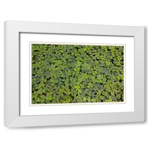 Pattern in wood Sorrel Redwood National Park-California White Modern Wood Framed Art Print with Double Matting by Jones, Adam