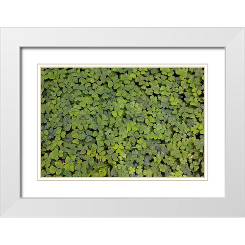 Pattern in wood Sorrel Redwood National Park-California White Modern Wood Framed Art Print with Double Matting by Jones, Adam