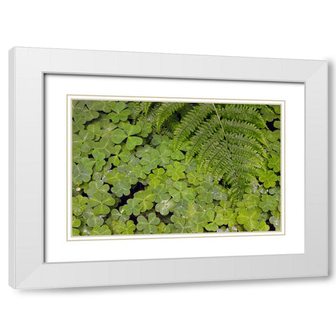 Pattern in wood Sorrel Redwood National Park-California White Modern Wood Framed Art Print with Double Matting by Jones, Adam