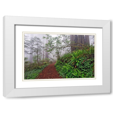Footpath in foggy redwood forest beneath Pacific Rhododendron-Redwood National Park White Modern Wood Framed Art Print with Double Matting by Jones, Adam