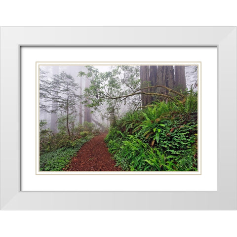 Footpath in foggy redwood forest beneath Pacific Rhododendron-Redwood National Park White Modern Wood Framed Art Print with Double Matting by Jones, Adam