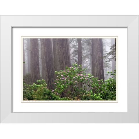 Pacific Rhododendron in foggy redwood forest-Redwood National Park, White Modern Wood Framed Art Print with Double Matting by Jones, Adam