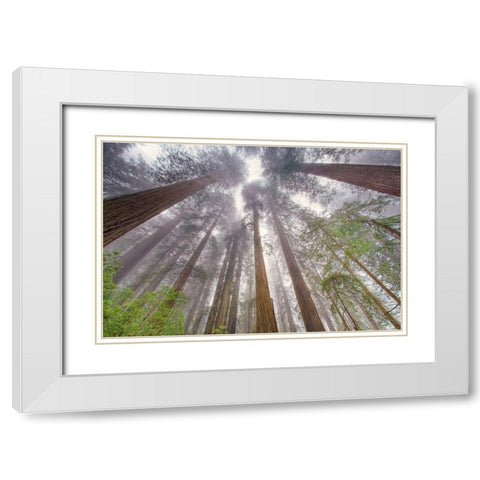 Fisheye view skyward in redwood forest-Redwood National Park-Tree-Redwood White Modern Wood Framed Art Print with Double Matting by Jones, Adam