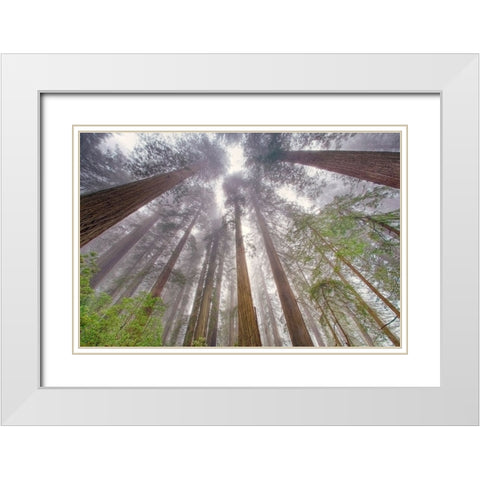 Fisheye view skyward in redwood forest-Redwood National Park-Tree-Redwood White Modern Wood Framed Art Print with Double Matting by Jones, Adam