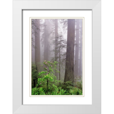 Pacific Rhododendron in foggy redwood forest-Redwood National Park, White Modern Wood Framed Art Print with Double Matting by Jones, Adam
