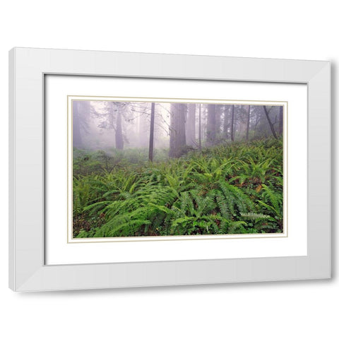 Fisheye view skyward in redwood forest-Redwood National Park-Tree-Redwood White Modern Wood Framed Art Print with Double Matting by Jones, Adam