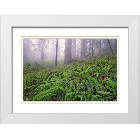Fisheye view skyward in redwood forest-Redwood National Park-Tree-Redwood White Modern Wood Framed Art Print with Double Matting by Jones, Adam