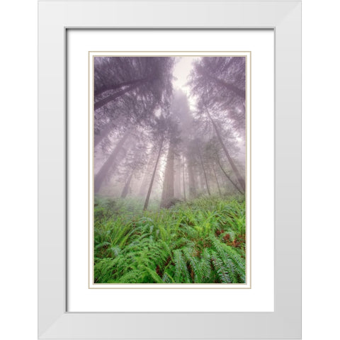Fisheye view skyward in redwood forest-Redwood National Park-Tree-Redwood White Modern Wood Framed Art Print with Double Matting by Jones, Adam