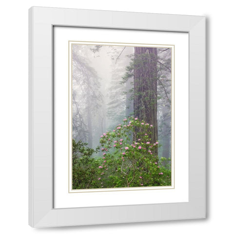 Pacific Rhododendron in foggy redwood forest-Redwood National Park, White Modern Wood Framed Art Print with Double Matting by Jones, Adam