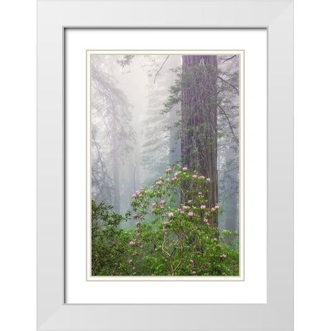 Pacific Rhododendron in foggy redwood forest-Redwood National Park, White Modern Wood Framed Art Print with Double Matting by Jones, Adam