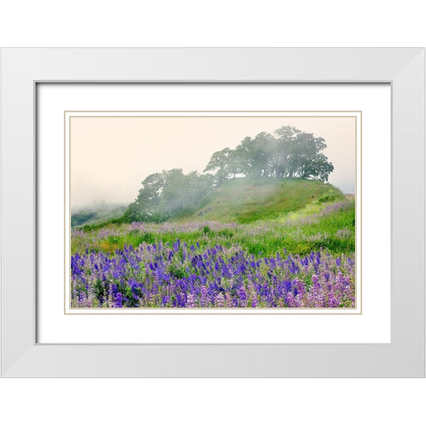 Purple and blue lupine flowers and tree in fog-Bald Hills Road-California White Modern Wood Framed Art Print with Double Matting by Jones, Adam