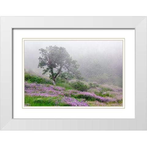 Purple Lupine flowers and tree in fog-Bald Hills Road-California White Modern Wood Framed Art Print with Double Matting by Jones, Adam