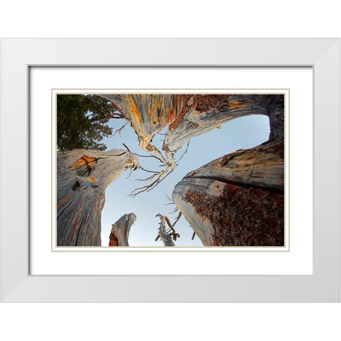 Upward view of twisted pine trees-Tuolumne Meadows-Yosemite National Park-California White Modern Wood Framed Art Print with Double Matting by Jones, Adam