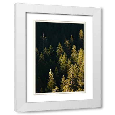 Pine trees at sunset-Yosemite National Park-California White Modern Wood Framed Art Print with Double Matting by Jones, Adam