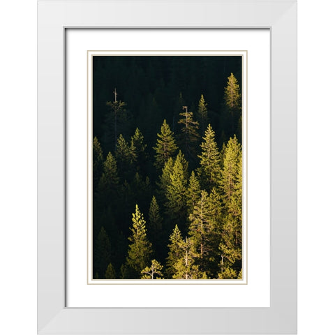 Pine trees at sunset-Yosemite National Park-California White Modern Wood Framed Art Print with Double Matting by Jones, Adam