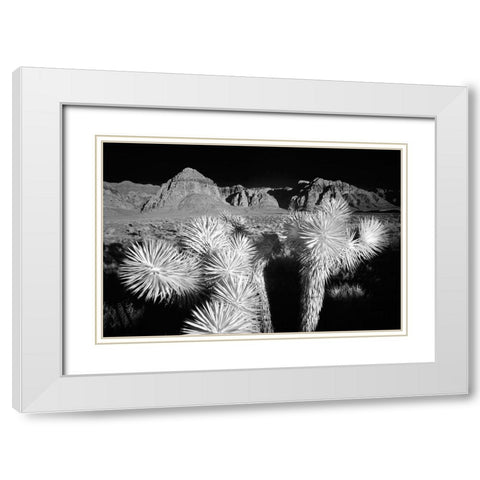Joshua tree-Mojave Desert-California White Modern Wood Framed Art Print with Double Matting by Jones, Adam