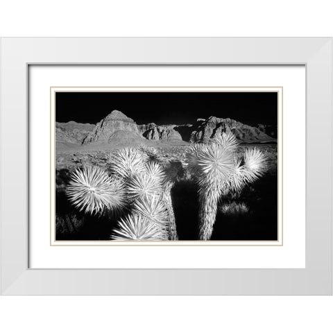 Joshua tree-Mojave Desert-California White Modern Wood Framed Art Print with Double Matting by Jones, Adam