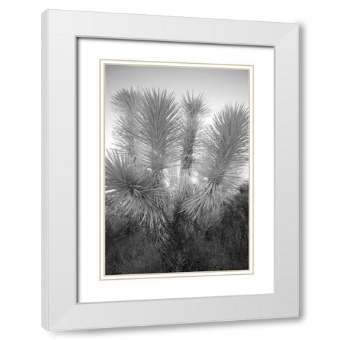 Joshua tree-Mojave Desert-California White Modern Wood Framed Art Print with Double Matting by Jones, Adam