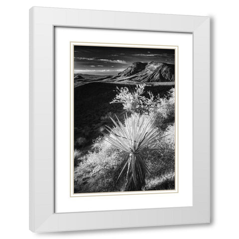 Yucca plant and desert landscape-Mojave Desert-California White Modern Wood Framed Art Print with Double Matting by Jones, Adam