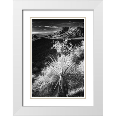 Yucca plant and desert landscape-Mojave Desert-California White Modern Wood Framed Art Print with Double Matting by Jones, Adam