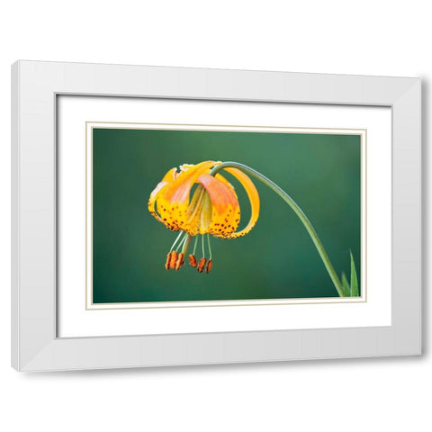 Sierra Tiger Lily-Yosemite National Park-California White Modern Wood Framed Art Print with Double Matting by Jones, Adam