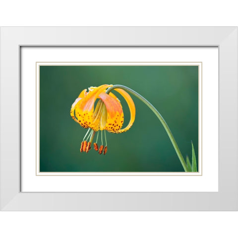 Sierra Tiger Lily-Yosemite National Park-California White Modern Wood Framed Art Print with Double Matting by Jones, Adam